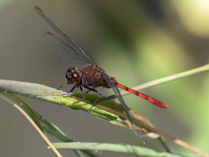 Elasmothemis cannacrioides (Ruddy Streamskimmer) male-4.jpg
